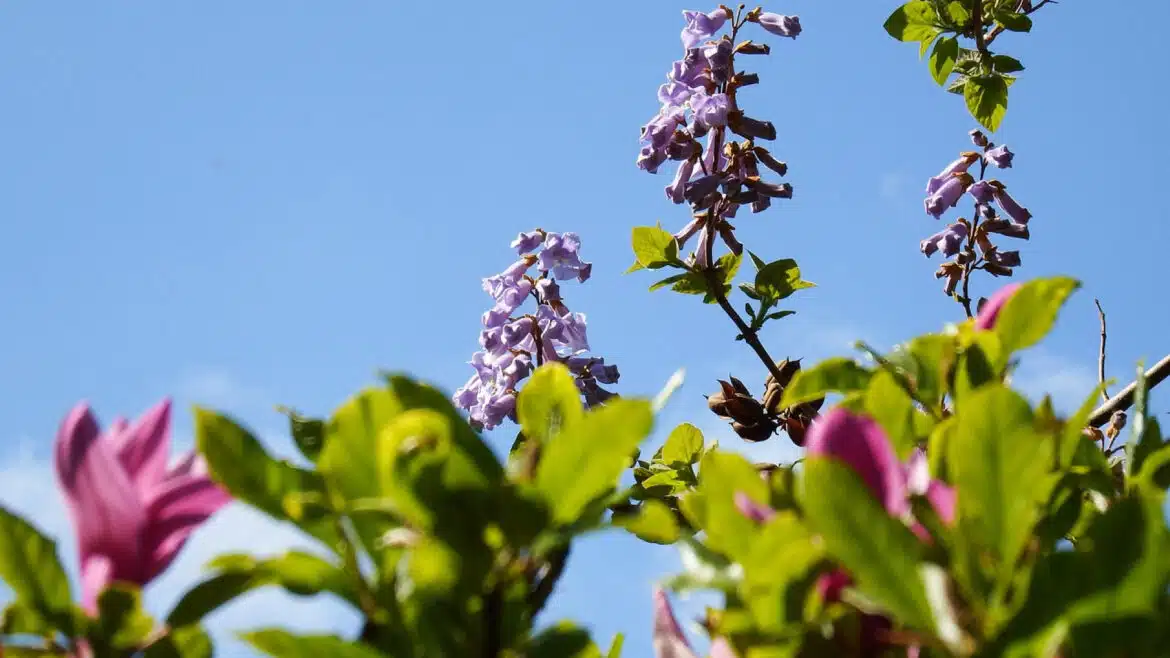 Découvrez 3 arbres parfaits pour transformer et embellir votre jardin